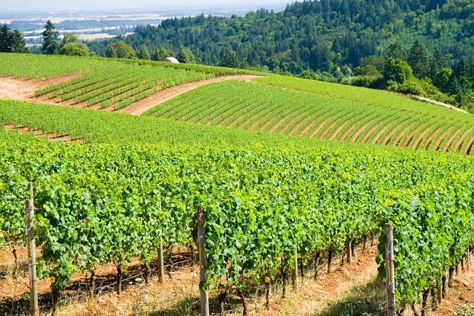 Willamette Valley Wine Tour From Portland (Tasting Fees Included) - Just The Basics