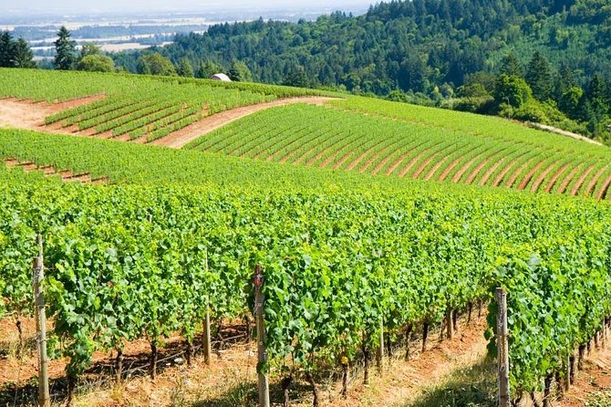 Willamette Valley Wine Tour - Full Day Tour - Key Points