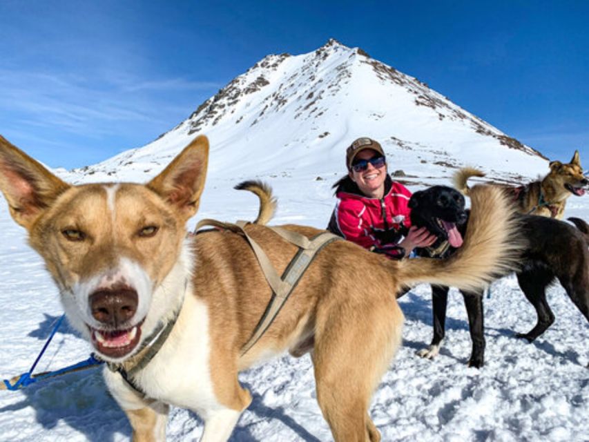 Willow: Traditional Alaskan Dog Sledding Ride - Key Points