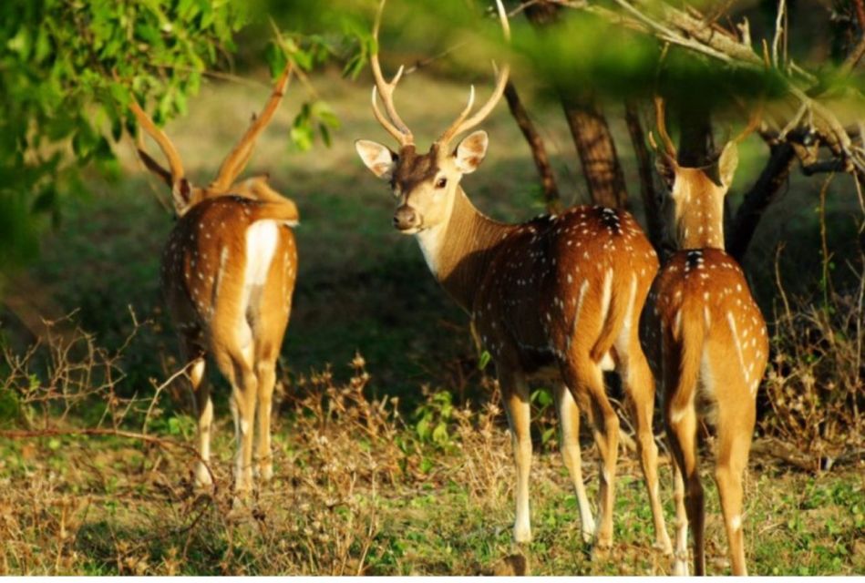 Wilpattu National Park: Morning or Evening Leopard Safari - Key Points