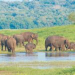 wilpattu national park safari tour from negombo Wilpattu National Park Safari Tour From Negombo