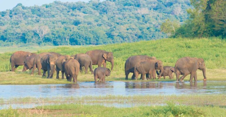 Wilpattu National Park Safari Tour From Negombo