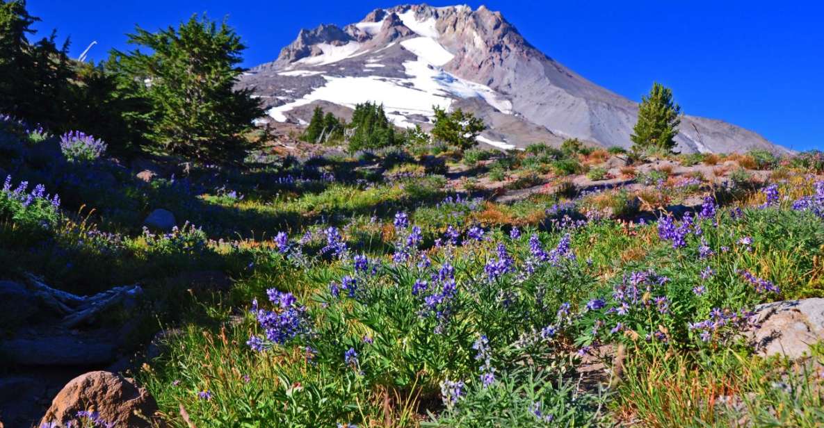 Wine, Waterfalls, and Timberline Tour: A Full Day of Wonder - Key Points