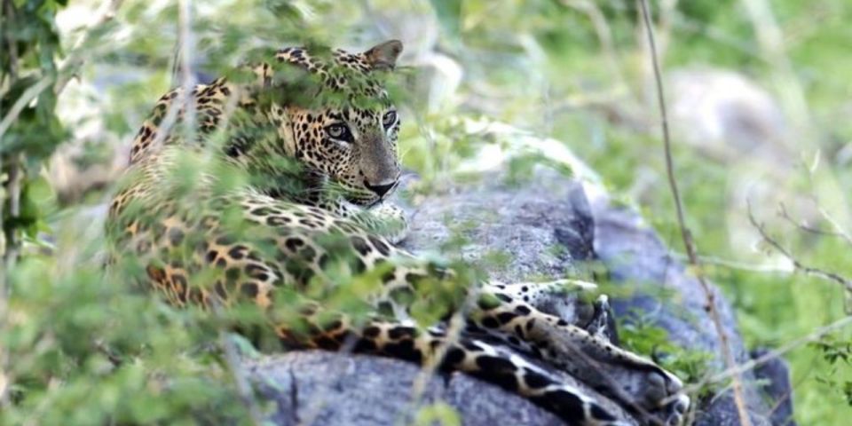 Yala Full-Day Leopard Safari With Gourmet Picnic - Key Points