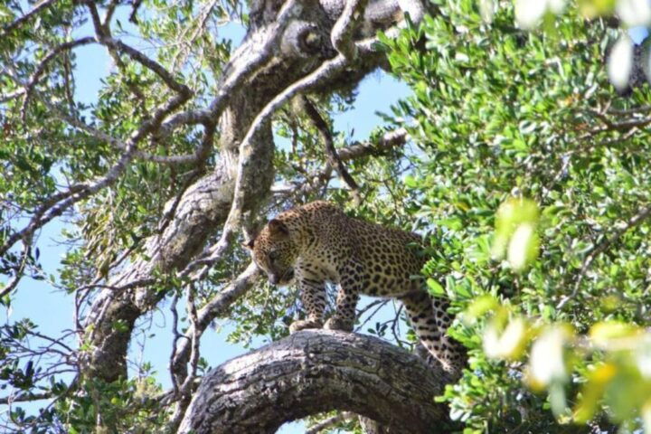 Yala National Park Full Day Safari - Key Points