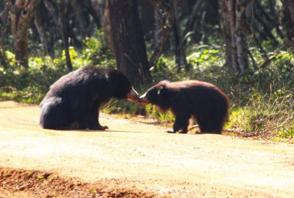 Yala National Park: Leopard Safari Full Day Tour With Lunch - Key Points