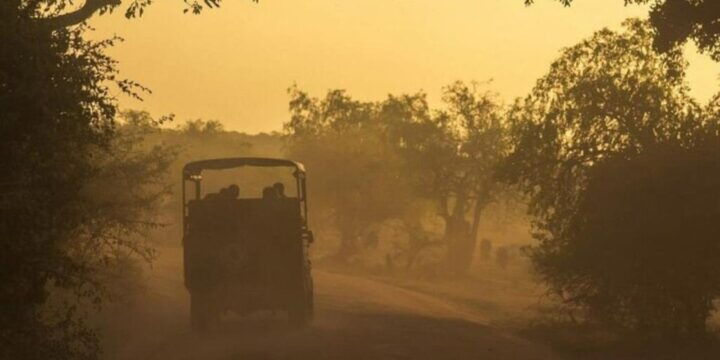 Yala: Night Drive in Yala National Park Buffer Zone! - Key Points