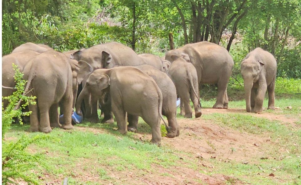 Yala Safari Day Tour From Bentota/Aluthgama/Ahungalla - Key Points