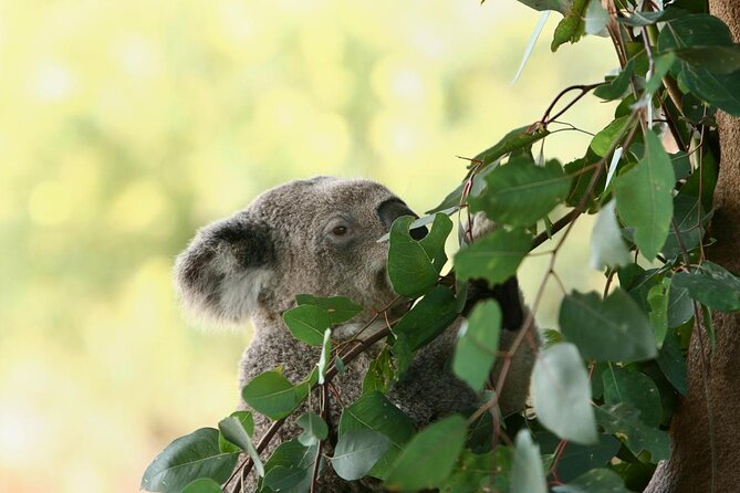 Yanchep Ultimate Adventure Guided Hike Tour - Key Points