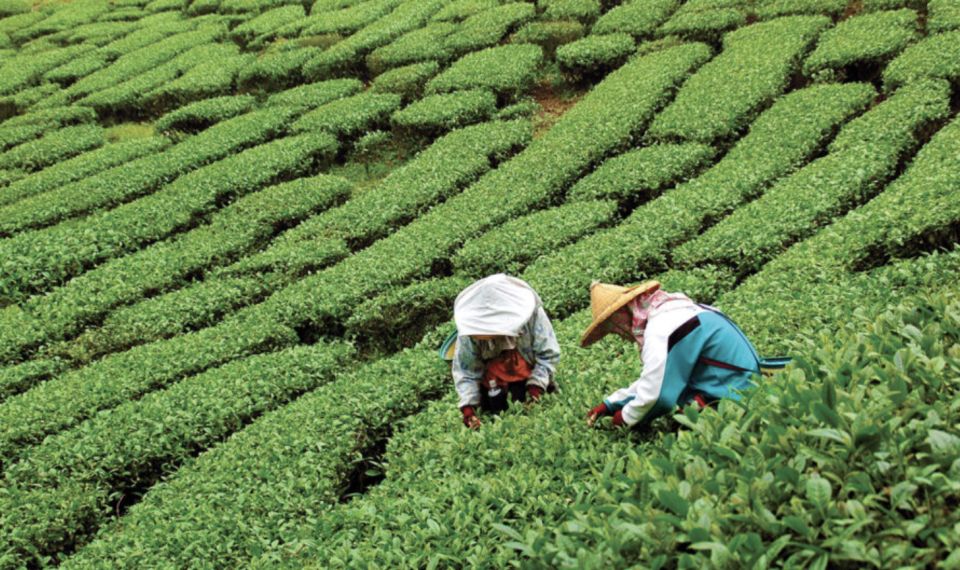 Yangshuo: Tea Plantation and Xianggong Hill Half-Day Tour - Just The Basics