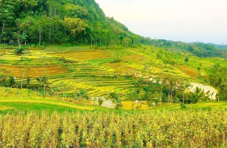 Yogyakarta: Selogriyo Temple Tour & Java Rice Terrace Trek