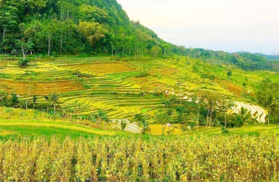 yogyakarta selogriyo temple tour java rice terrace trek Yogyakarta: Selogriyo Temple Tour & Java Rice Terrace Trek