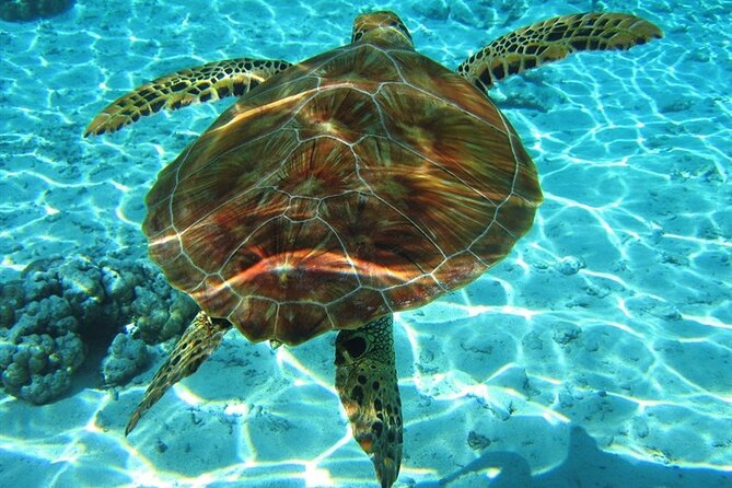 Zakynthos Marine Park With Turtles Spotting - Just The Basics