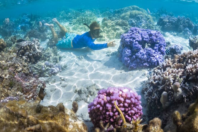 1/2 Day Tahaa Coral Garden - Departure Raiatea / Ideal for Cruise Passengers - Key Points