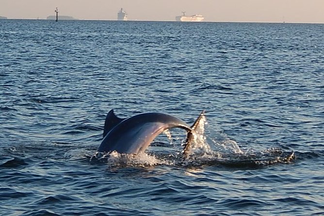 1.5-Hour Dolphin Sightseeing Cruise From Tampa - Key Points