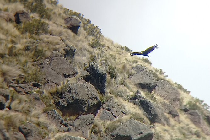1-Day Spotting the Andean Condor by Antisana Volcano - Key Points