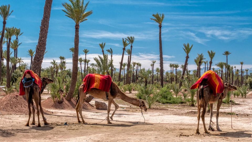 1 Hour Camel Riding in the Palm Grove - Key Points