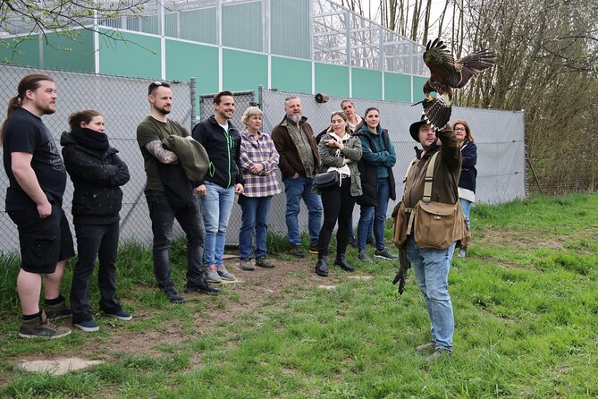 1 Hour Falconry/Hawk Experience in Basel Region - Key Points