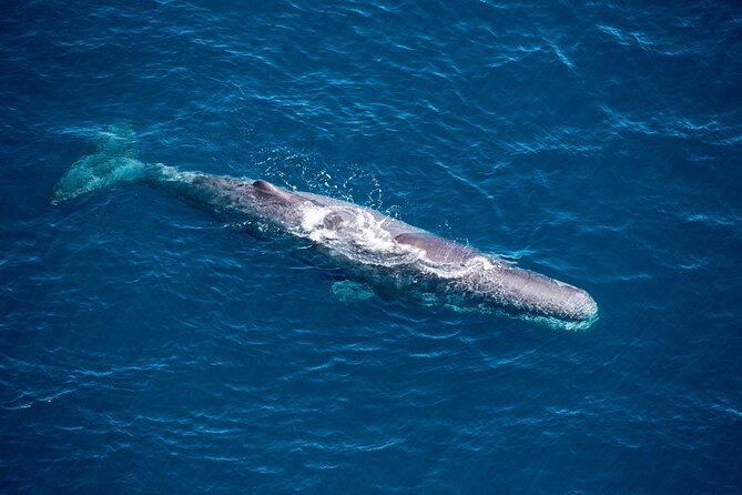 1-Hour Guided Whale Watching Premier Tour in Kaikōura - Key Points