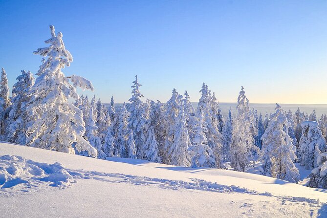 1-Hour Snowmobile Safari Adventure in Rovaniemi - Tour Highlights