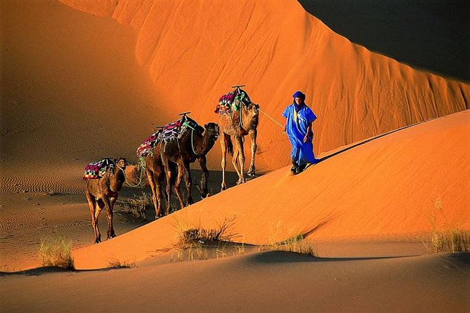1 Night Camel Trek Bivouac From Merzouga - Key Points