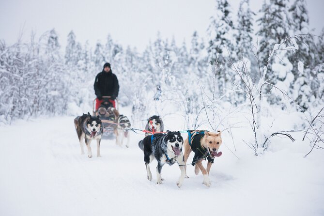 15 kilometre self driving husky tour in levi 15-Kilometre Self-Driving Husky Tour in Levi