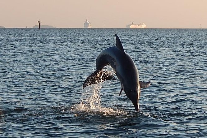 1 1 5 hour dolphin sightseeing cruise from tampa 1.5-Hour Dolphin Sightseeing Cruise From Tampa