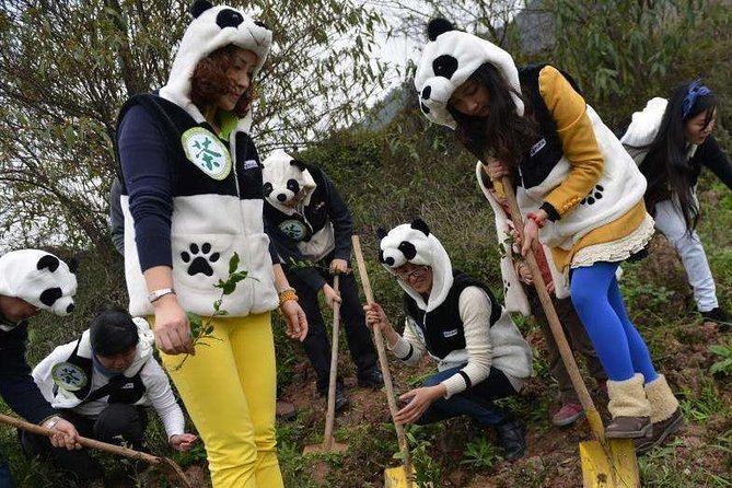 1-Day Dujiangyan Panda Base Volunteer Program Tour From Chengdu