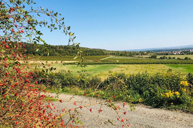 1 Day UNESCO Private Wine Experience in Kutna Hora