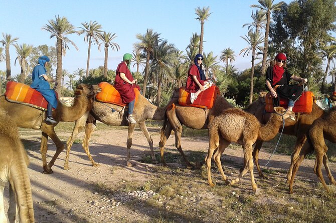 1 1 hour camel ride in la palmeraie marrakech with hotel pick up 1-Hour Camel Ride in La Palmeraie Marrakech With Hotel Pick up