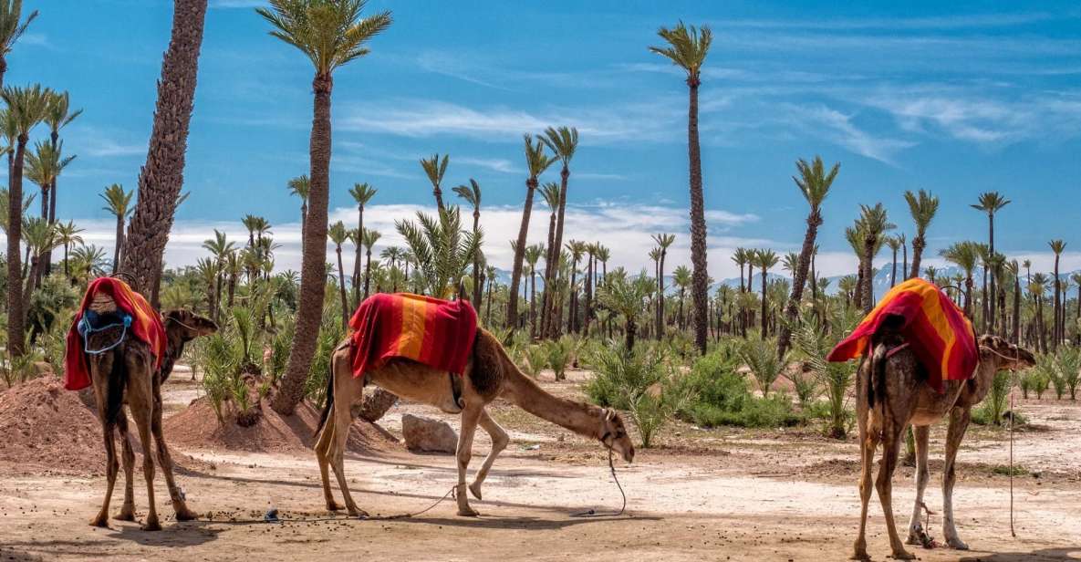 1 1 hour camel riding in the palm grove 1 Hour Camel Riding in the Palm Grove