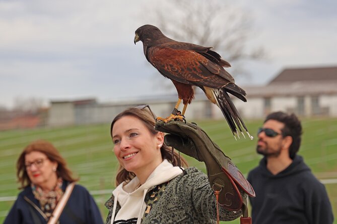 1 Hour Falconry/Hawk Experience in Basel Region