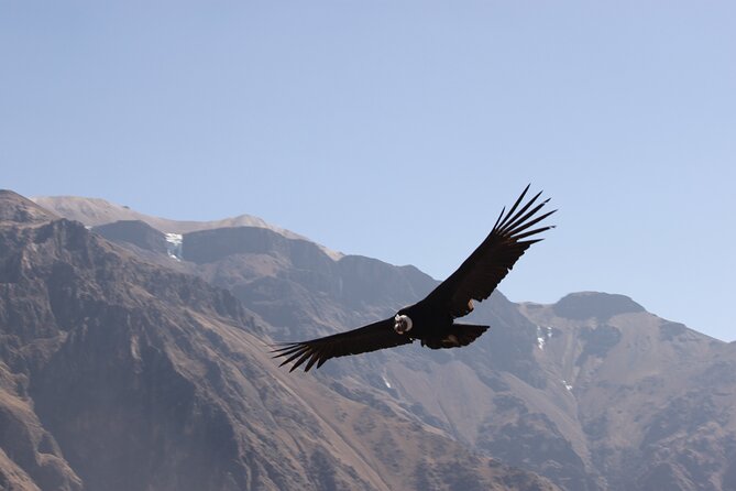 2 Day Colca Canyon, Vicuna Reserve and Condors From Arequipa
