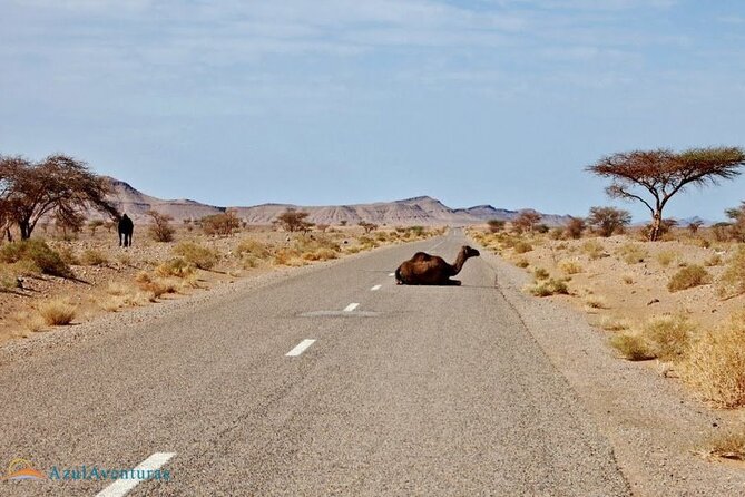 1 2 day private tour from marrakech to the sahara desert and camel trek 2-Day Private Tour From Marrakech to the Sahara Desert and Camel Trek