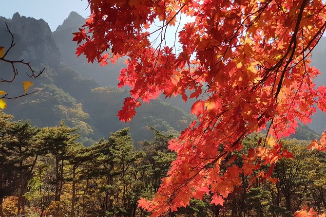 1 2 days private tour mt seorak naksansa temple nami island from seoul 2 Days Private Tour : Mt Seorak & Naksansa Temple & Nami Island From Seoul