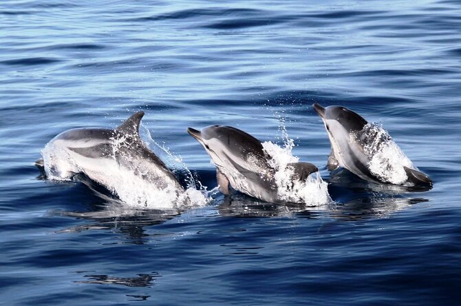 1 2 hour dolphin watching experience in fuerteventura 2-Hour Dolphin Watching Experience in Fuerteventura