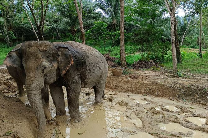 2-Hour Guided Eco-Tour & Transfer to Khaolak Elephant Sanctuary