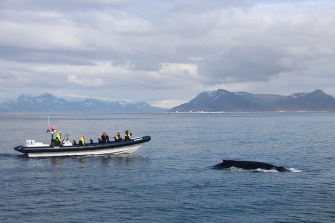 1 2 hour rib boat whale watching tour from reykjavik 2-Hour RIB Boat Whale Watching Tour From Reykjavik