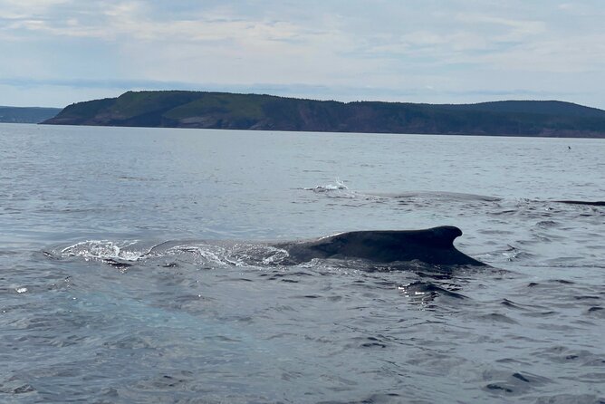 2 Hours Guided Whale and Bird Boat Tour in Bay Bulls - Tour Overview