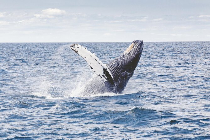 2 Hours Whale Watching Tour in Fremantle