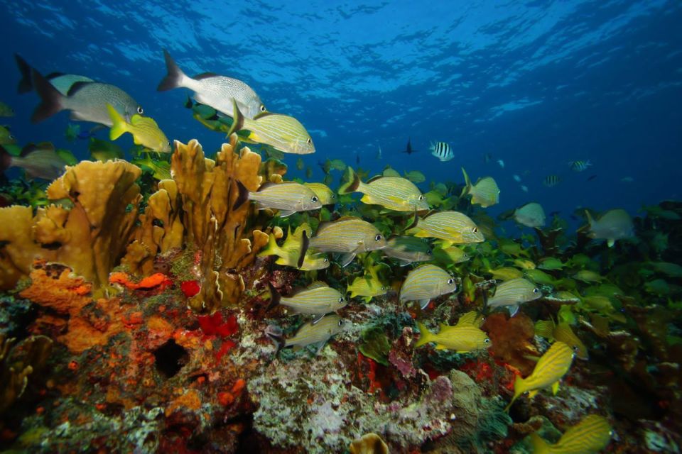 1 2 ocean dives musa underwater museum and mnachones reef 2 Ocean Dives: MUSA Underwater Museum and Mnachones Reef