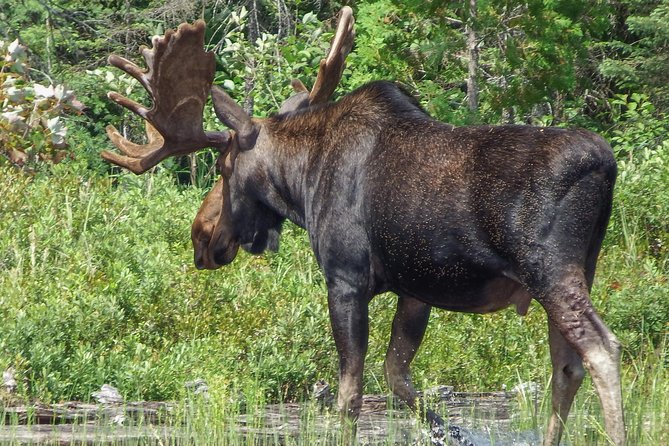 3 Day Algonquin Park Canoe Trip – Moose & Beaver Safari