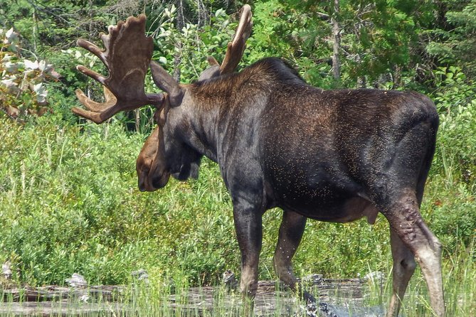 1 3 day algonquin park canoe trip moose beaver safari 3 Day Algonquin Park Canoe Trip - Moose & Beaver Safari