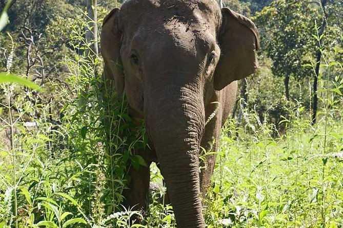 3-Day Kindred Spirit Elephant Sanctuary Chiang Mai - Itinerary Highlights