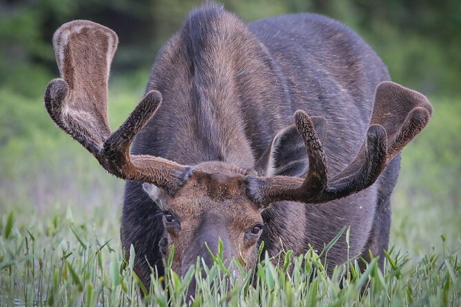 3 Day Moose Viewing Safari With Camping