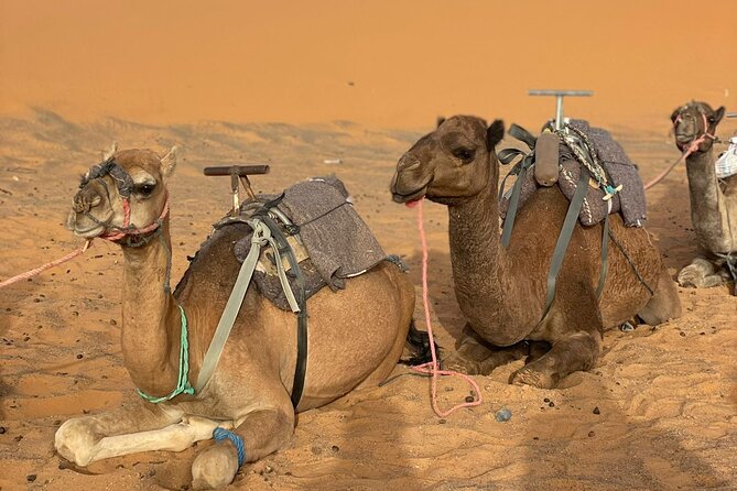 3 Days & 2 Nights to the Magical Desert & Camel Trek - Itinerary Overview