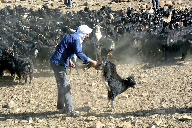 3 Days Homestay With Last Berber Nomads in the Atlas Mountains