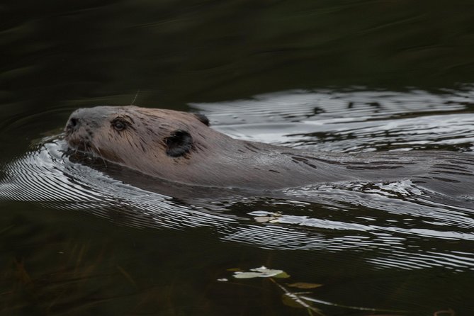 1 3 hour vip electric canoe photography tour private price is for 2 people 3 Hour VIP Electric Canoe Photography Tour (Private, Price Is for 2 People)