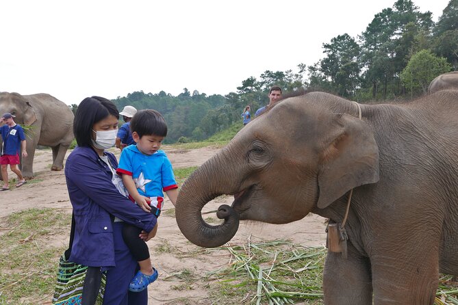 3-in-1: Doi Inthanon Tour, Elephant Sanctuary, and Trekking Trail