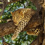 1 3 night 4 day private kruger park safari 3 Night & 4 Day Private Kruger Park Safari